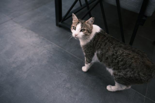 Effet pierre calita gris 50x100 : carrelage Rue du Carrelage